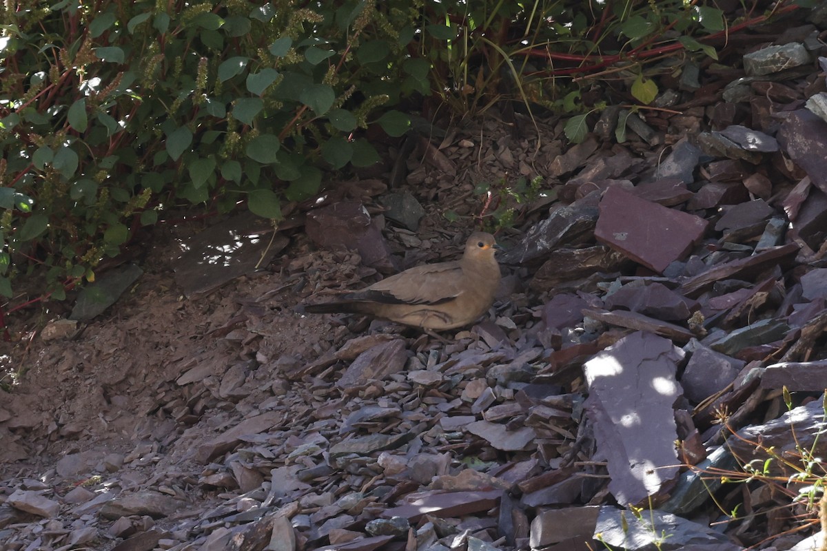 Black-winged Ground Dove - ML637553325
