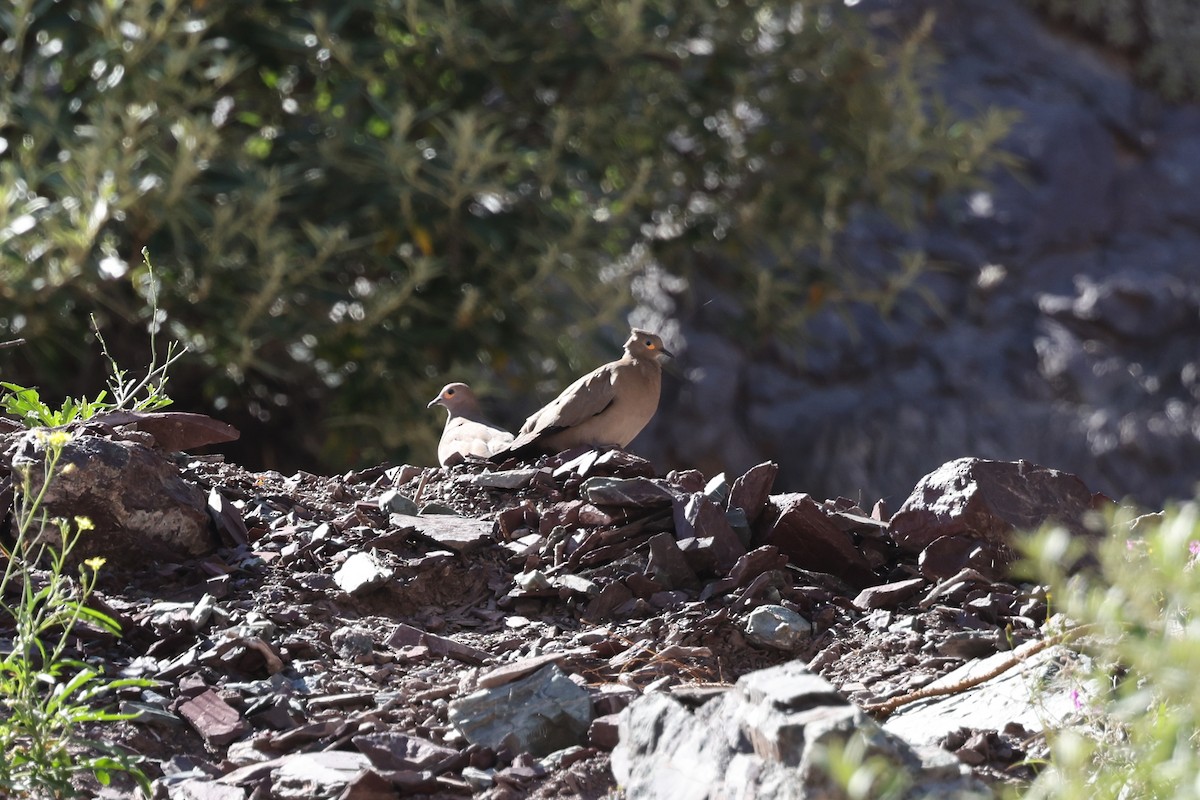 Black-winged Ground Dove - ML637553326