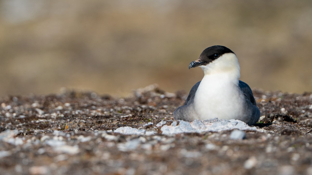 Long-tailed Jaeger - ML637553330