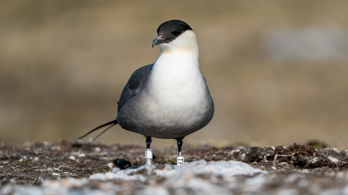 Long-tailed Jaeger - ML637553332