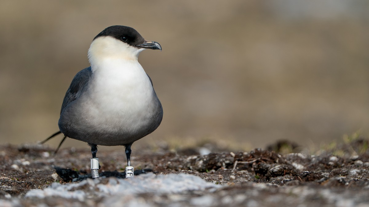 Long-tailed Jaeger - ML637553333