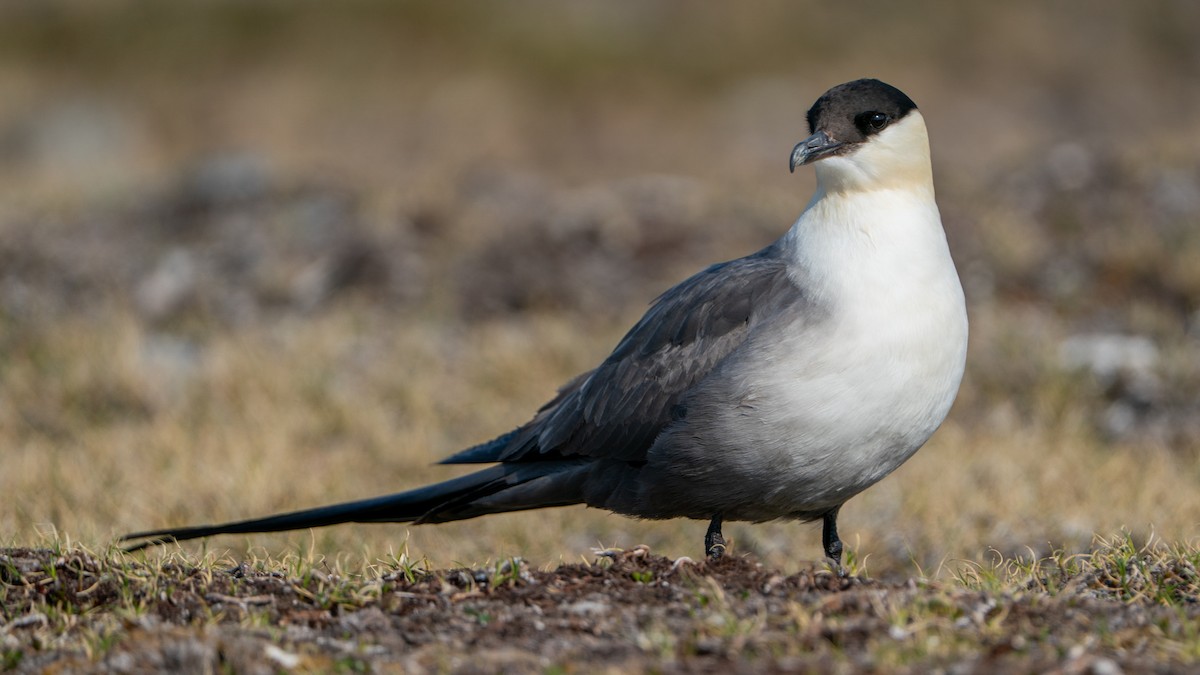 Long-tailed Jaeger - ML637553334