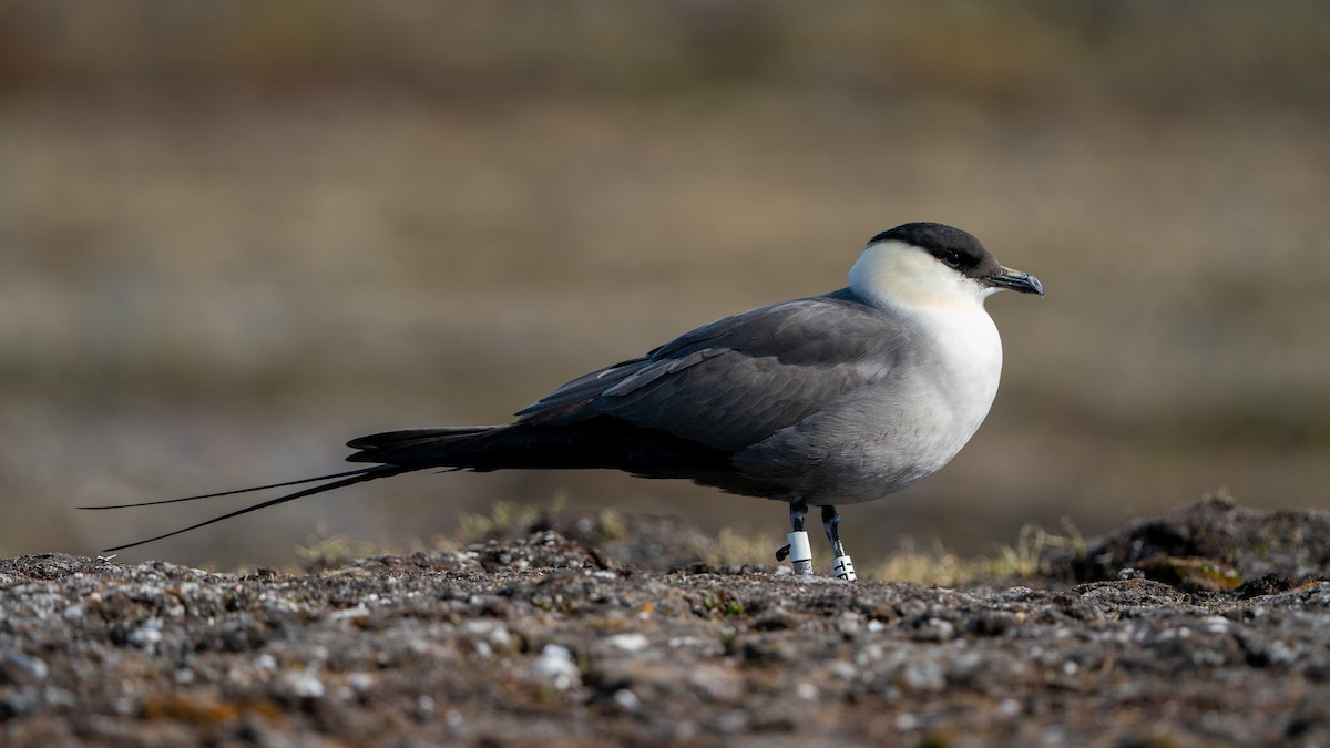 Long-tailed Jaeger - ML637553335