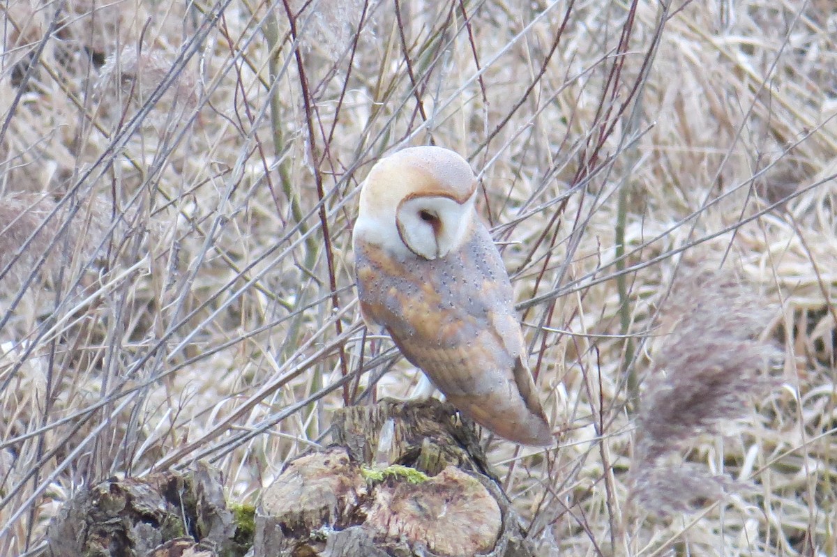Western Barn Owl - ML637553376