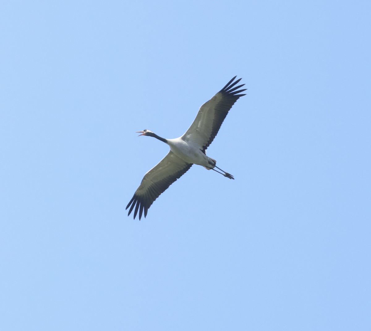 Common Crane - ML637553386
