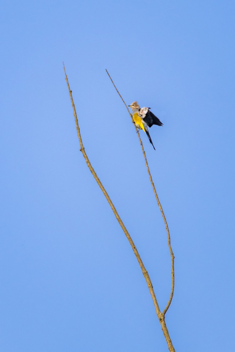Gray Silky-flycatcher - ML637553416