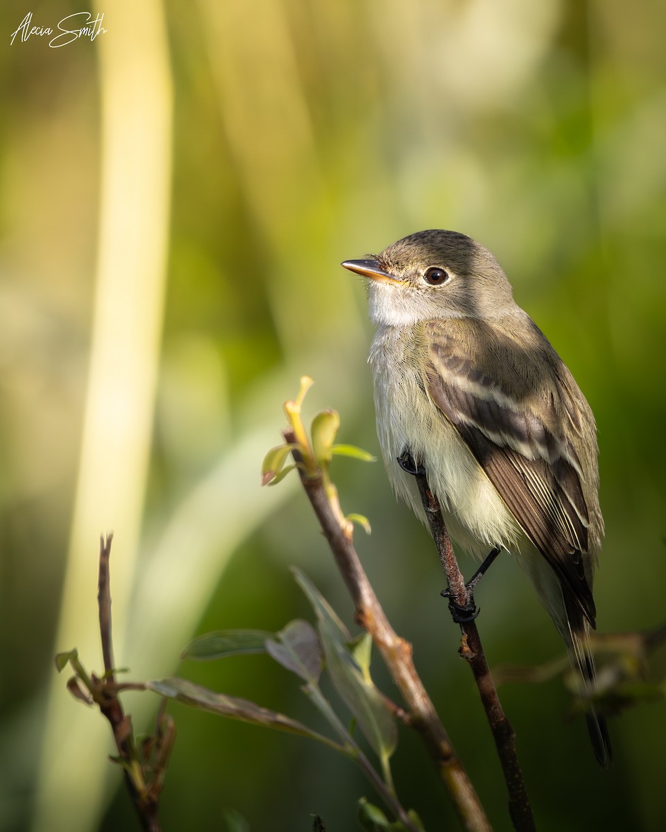 Alder Flycatcher - ML637553429