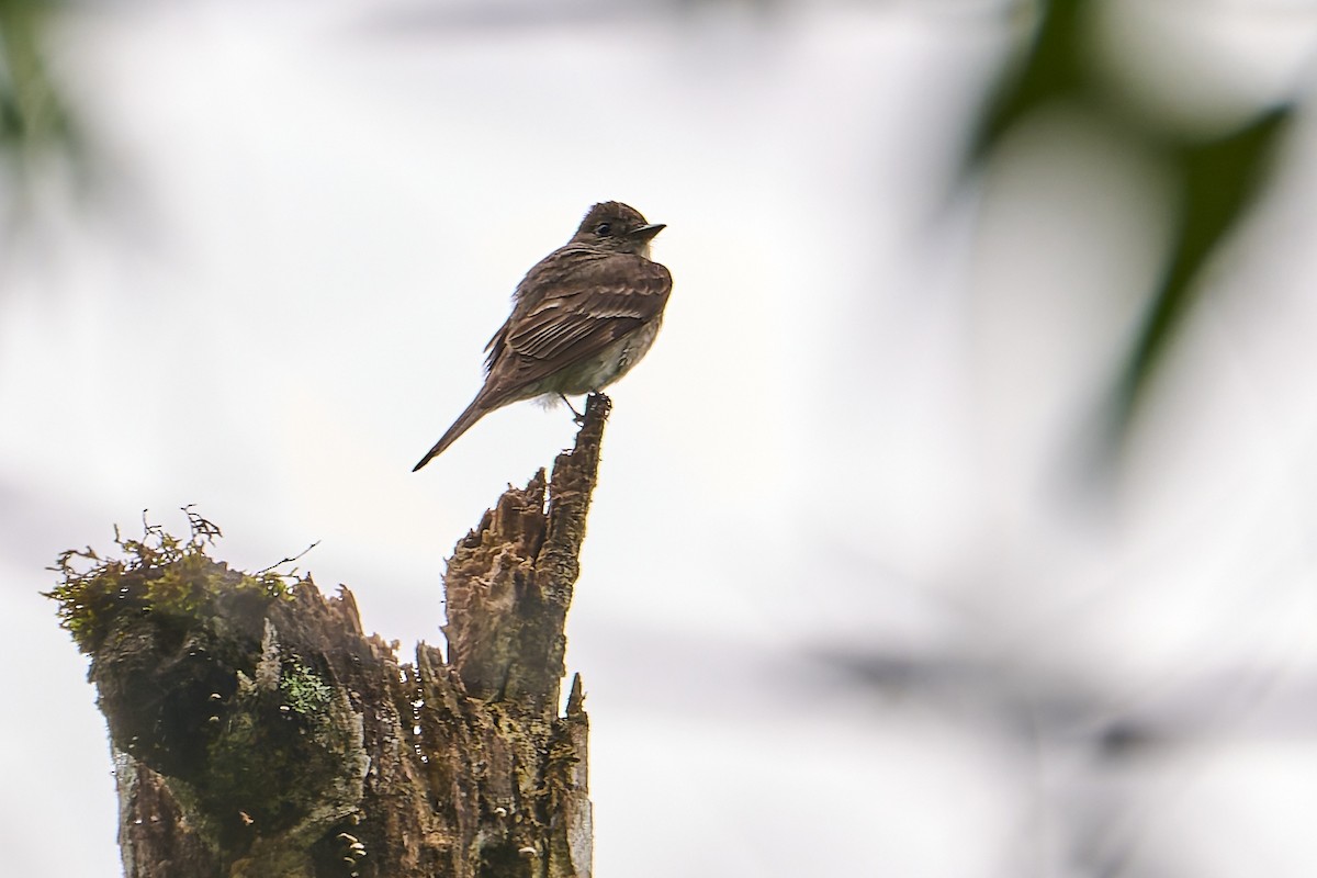 Southern Tropical Pewee - ML637553449