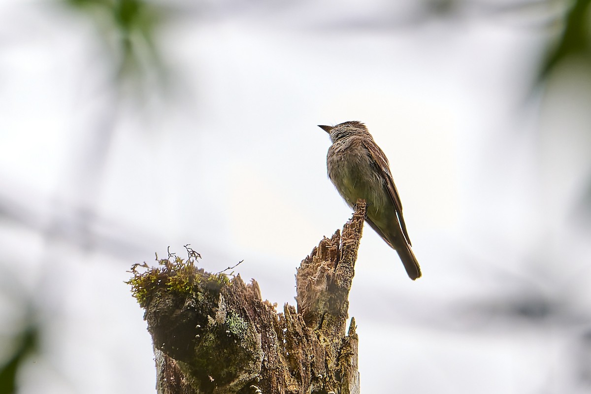 Southern Tropical Pewee - ML637553450