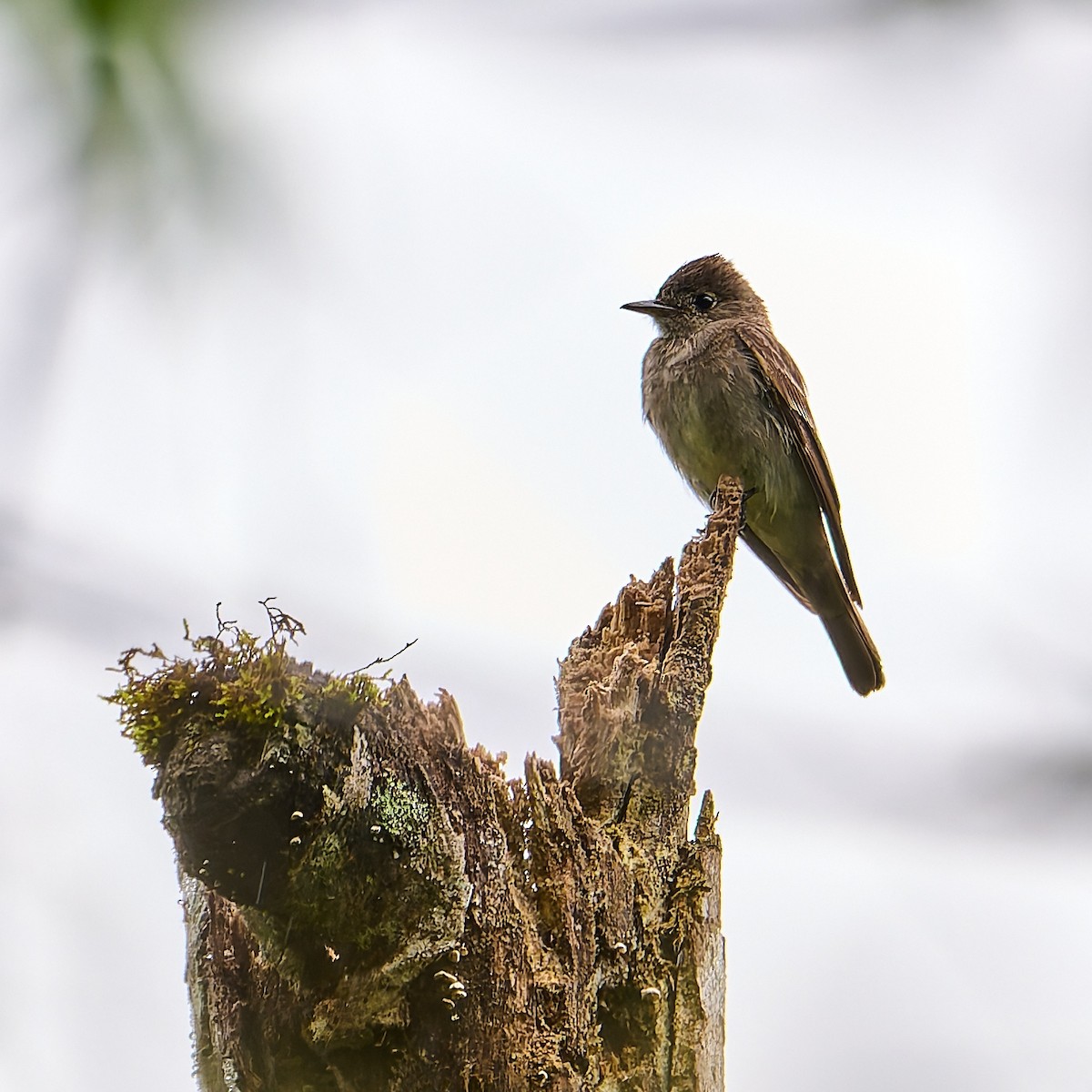 Southern Tropical Pewee - ML637553452