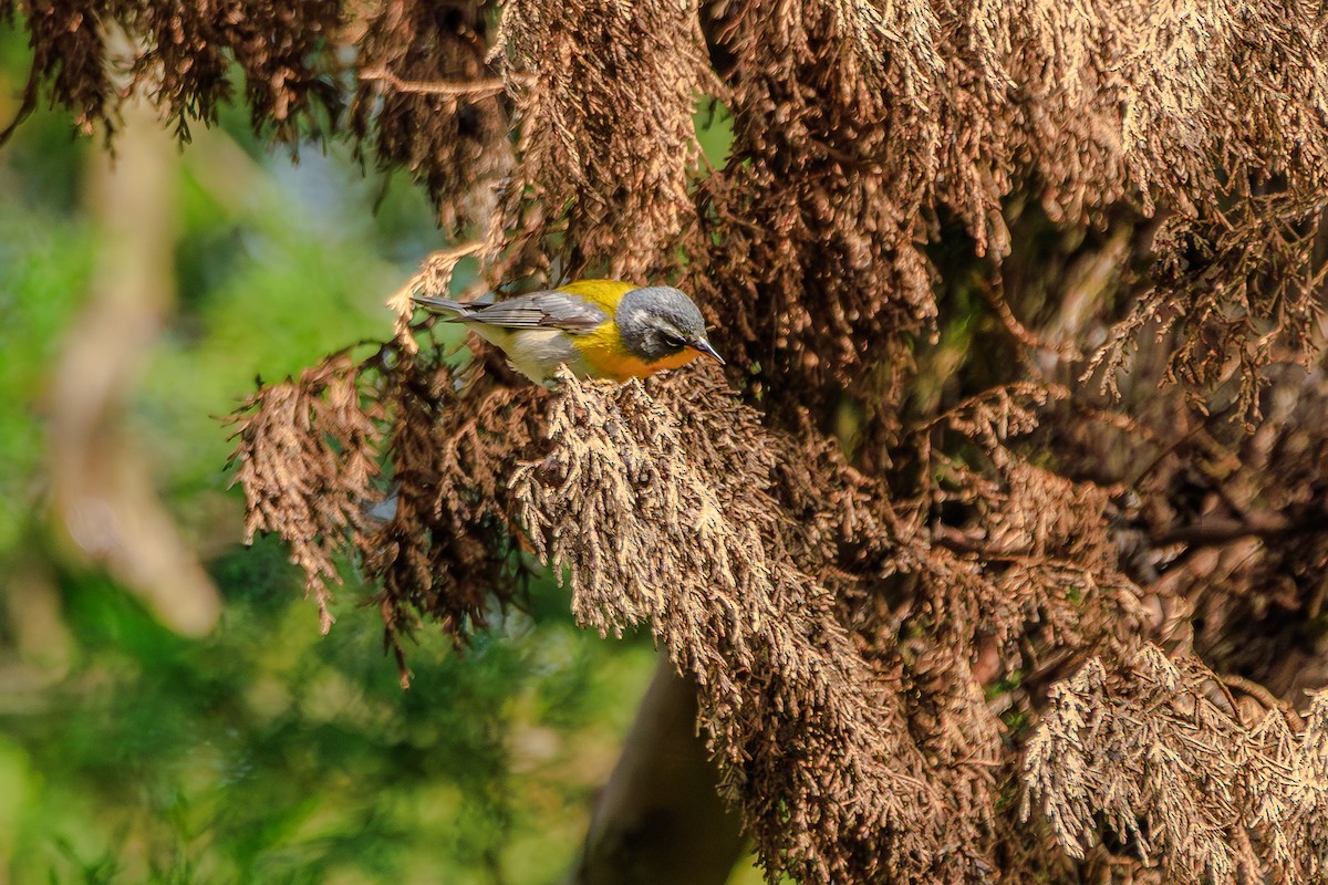 Crescent-chested Warbler - ML637553467