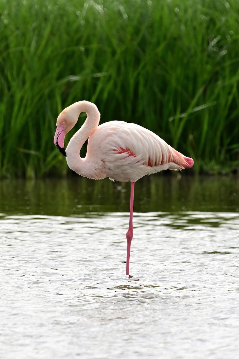 Greater Flamingo - ML637553497