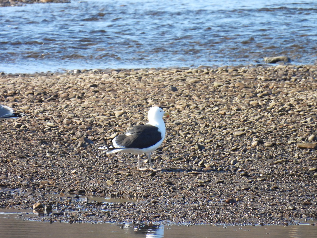 Great Black-backed Gull - ML637553556