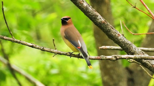 Cedar Waxwing - ML637553581