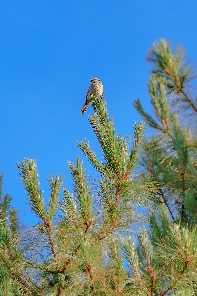 Striped Sparrow - ML637553586