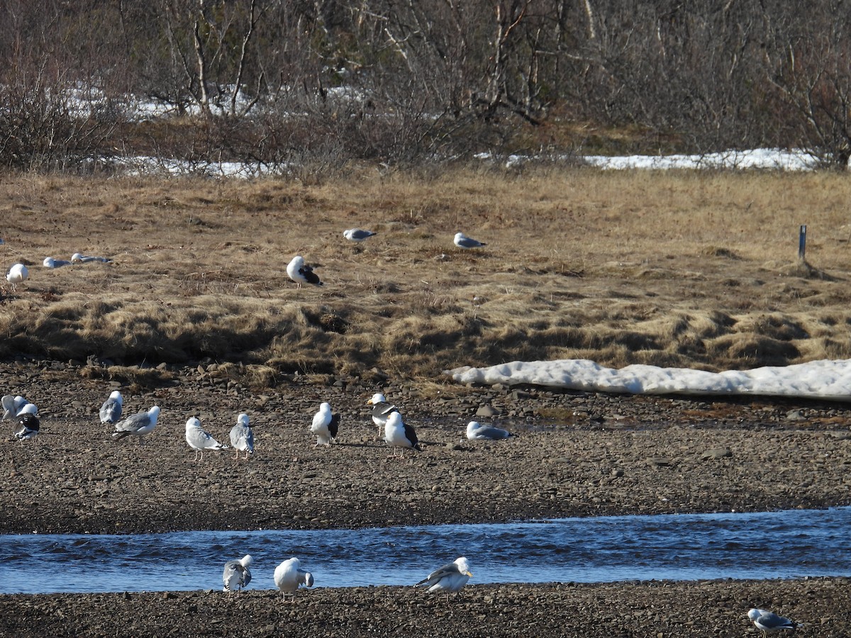 Great Black-backed Gull - ML637553587