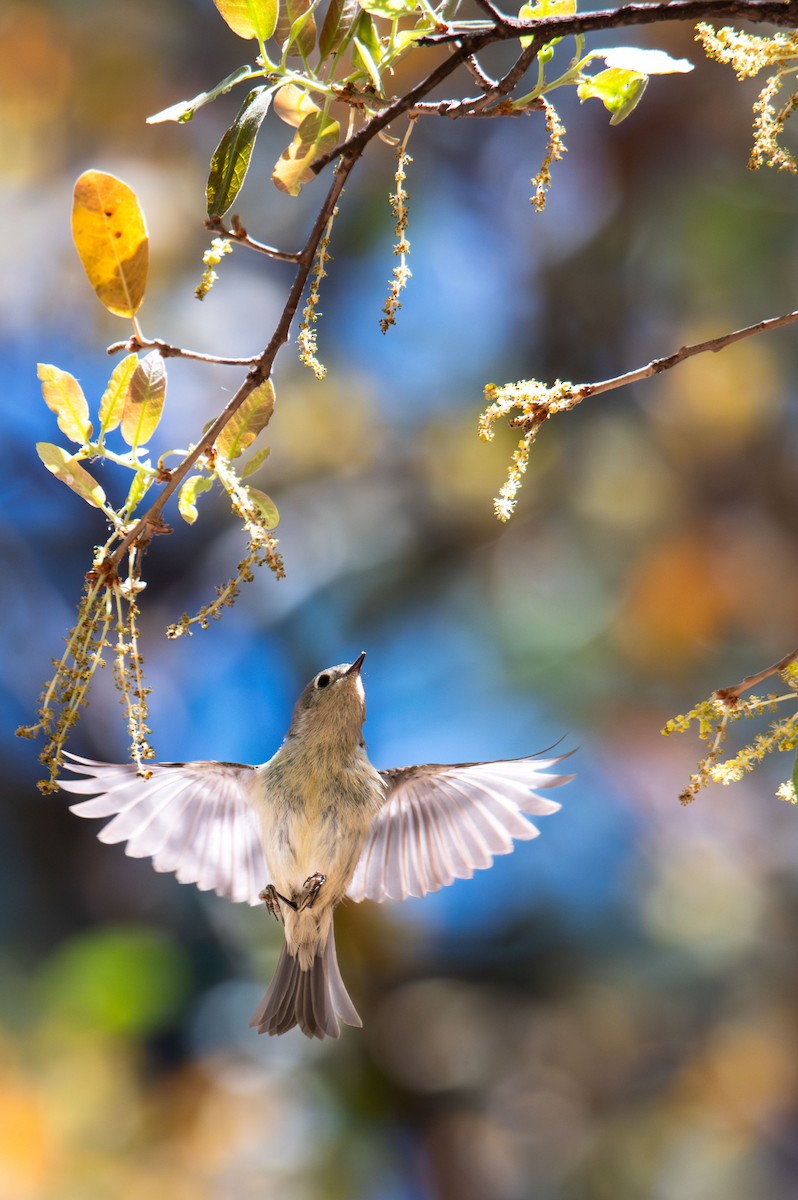 Ruby-crowned Kinglet - ML637553592