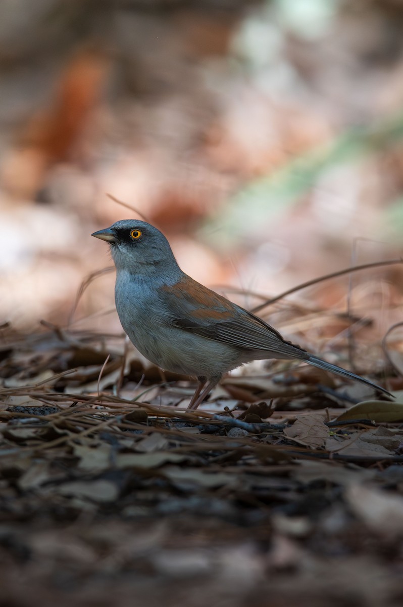 Yellow-eyed Junco - ML637553611