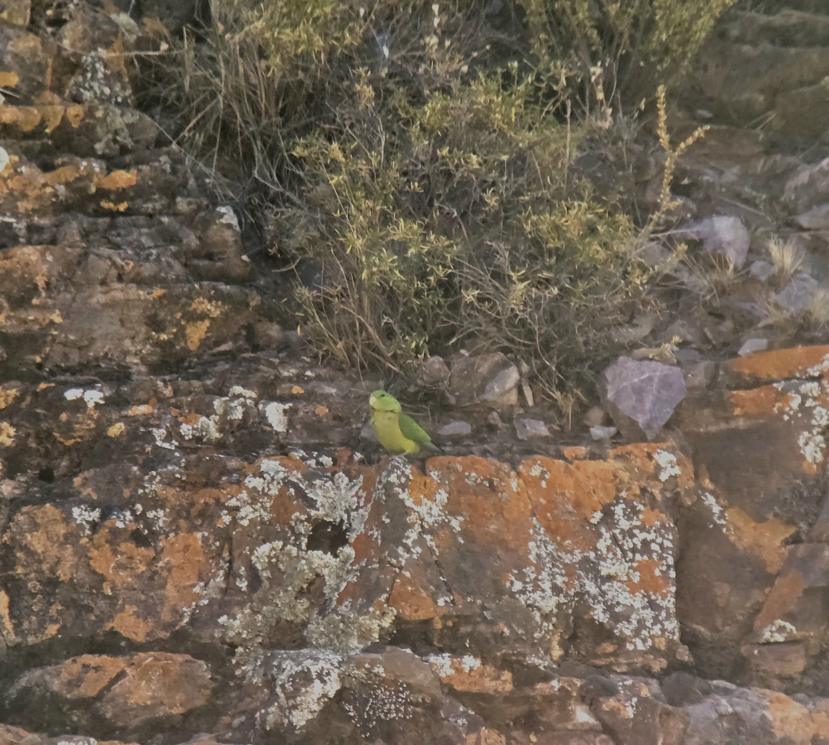 Mountain Parakeet - ML637553630