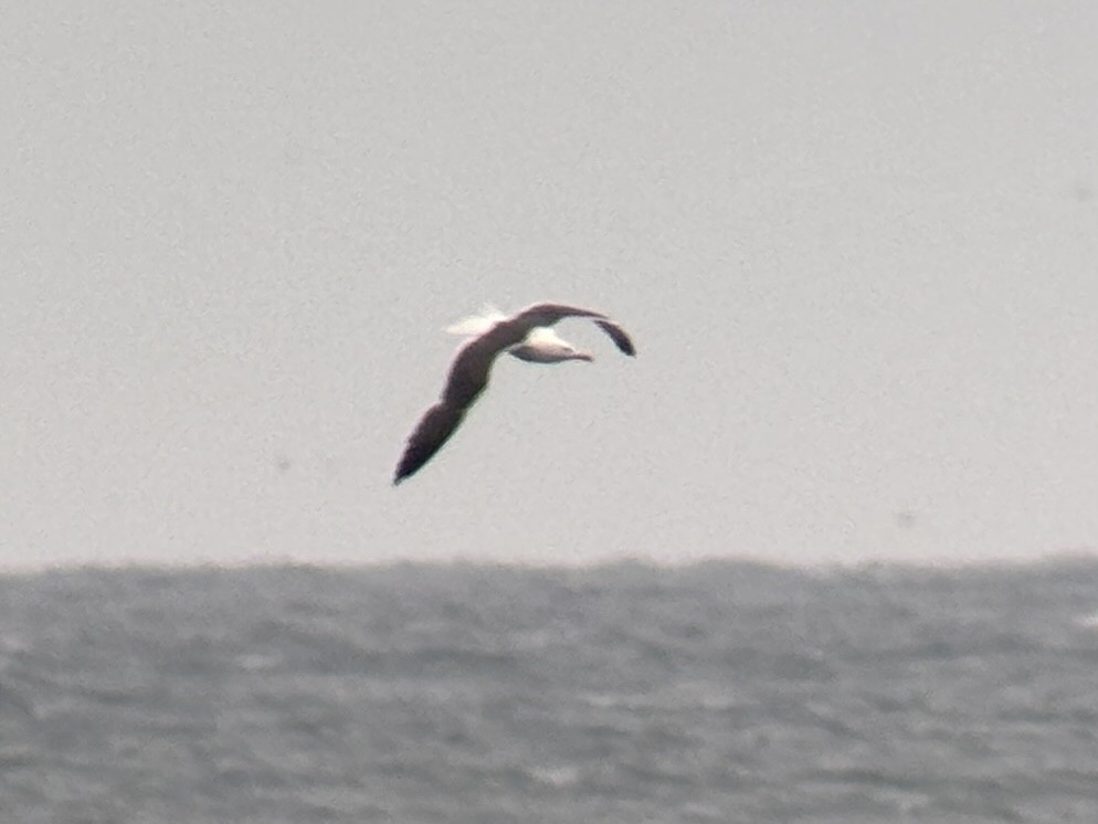 Great Black-backed Gull - ML637553632