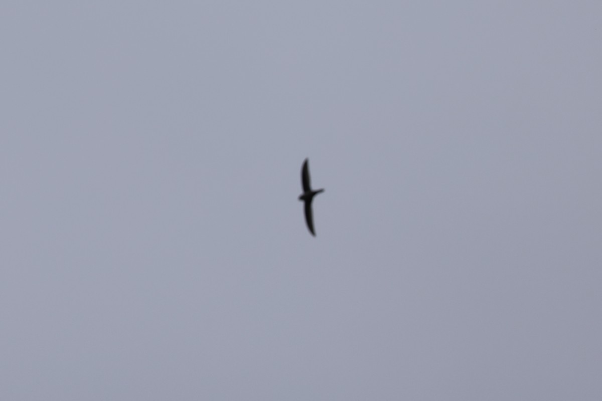 Andean Swift - ML637553634