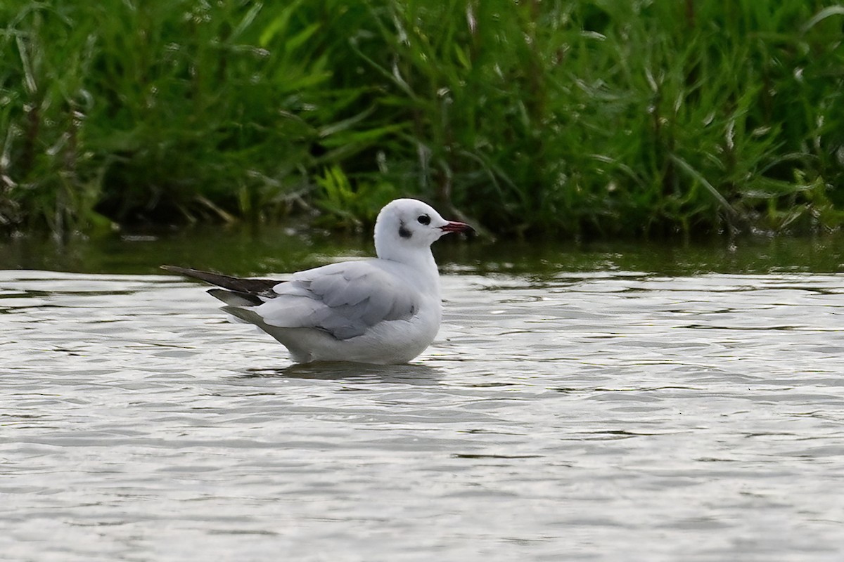 Black-headed Gull - ML637553641