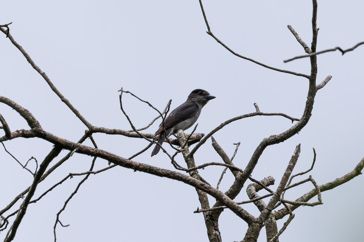 Crested Becard - ML637553706