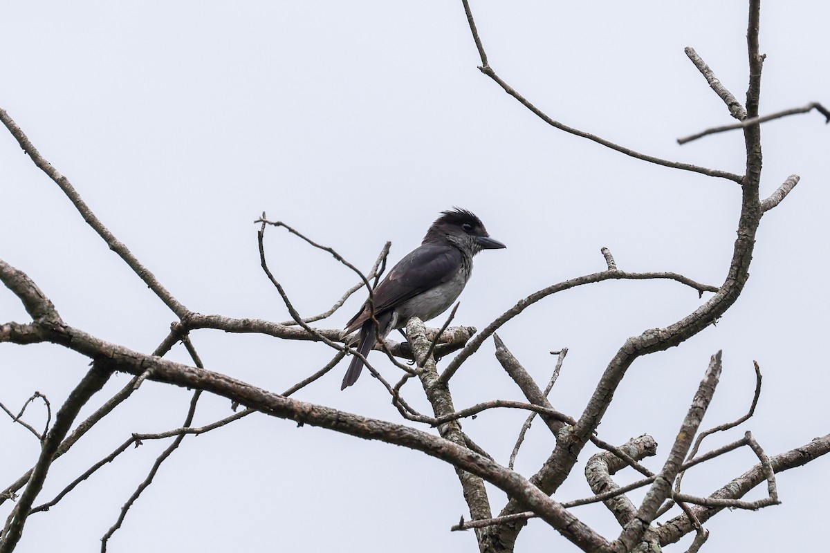 Crested Becard - ML637553707