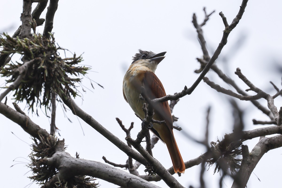 Crested Becard - ML637553709