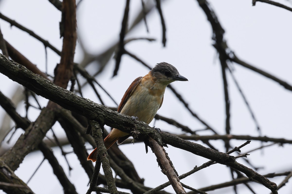 Crested Becard - ML637553710