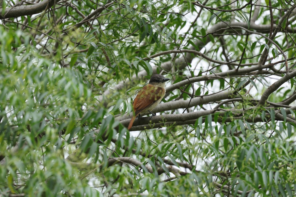Crested Becard - ML637553711