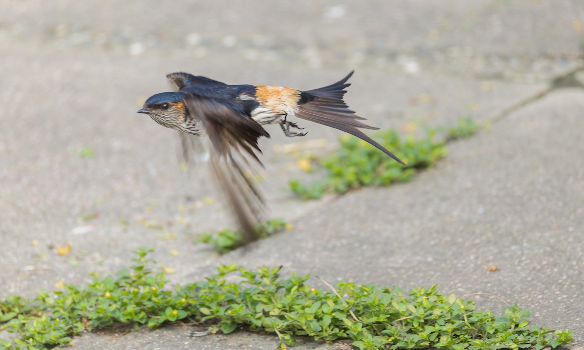 Eastern Red-rumped Swallow (Striated) - ML637553721