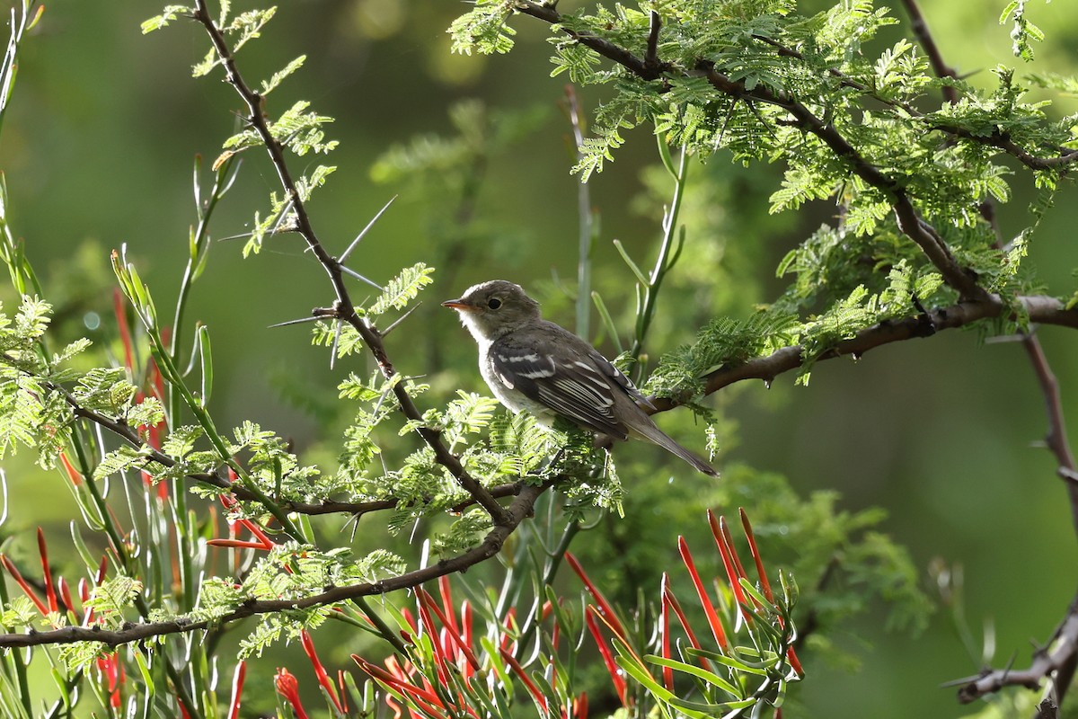 Small-billed Elaenia - ML637553726