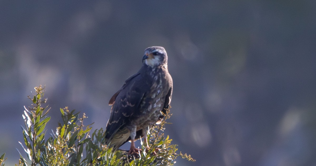 Snail Kite - ML637553729