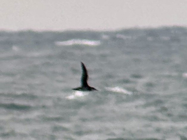 Manx Shearwater - ML637553733