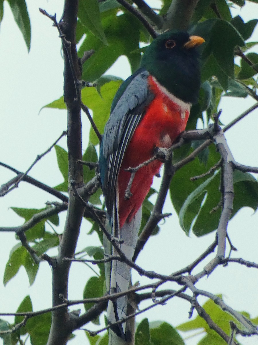 Elegant Trogon (Coppery-tailed) - ML637553737