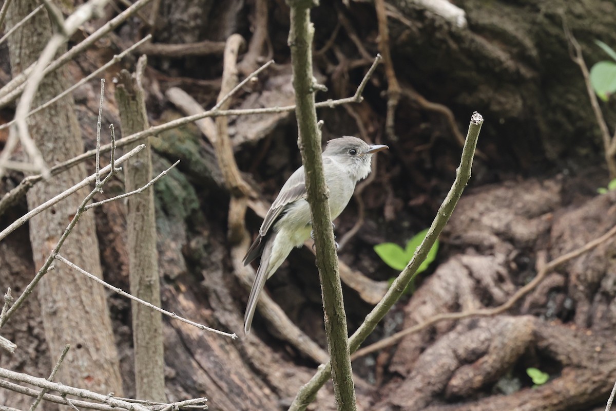Smoke-colored Pewee - ML637553739
