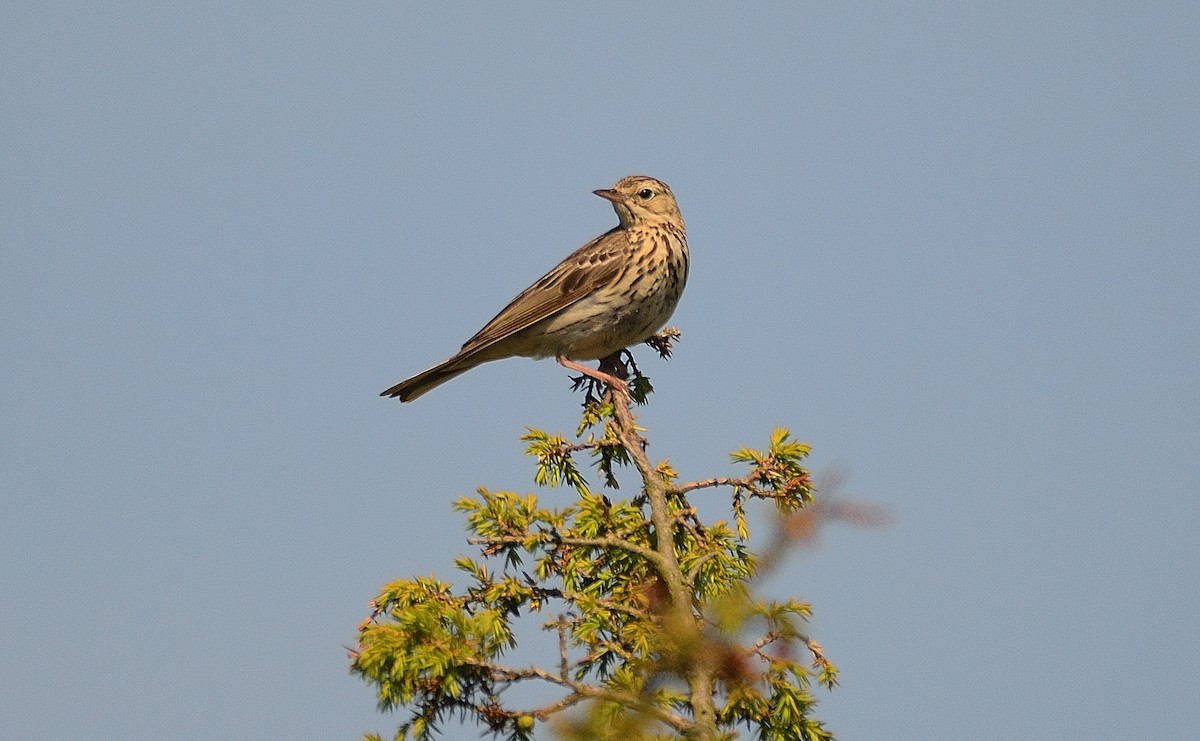 Tree Pipit - ML637553750