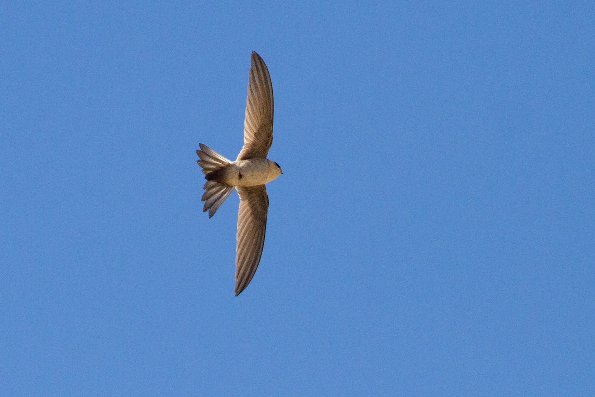 Andean Swift - ML637553751
