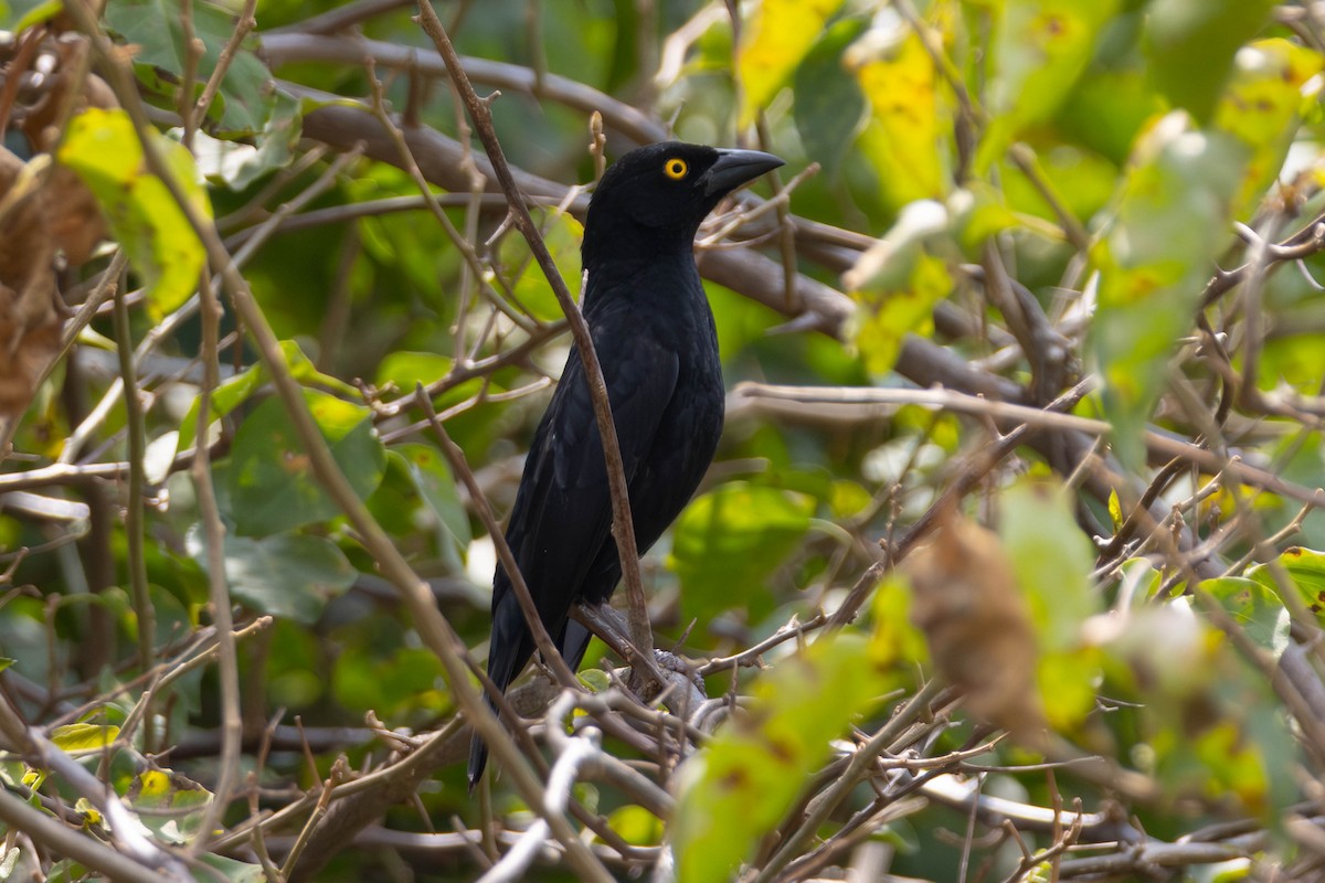 Vieillot's Black Weaver - ML637553756