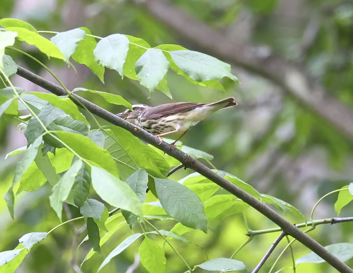 Louisiana Waterthrush - ML637553758