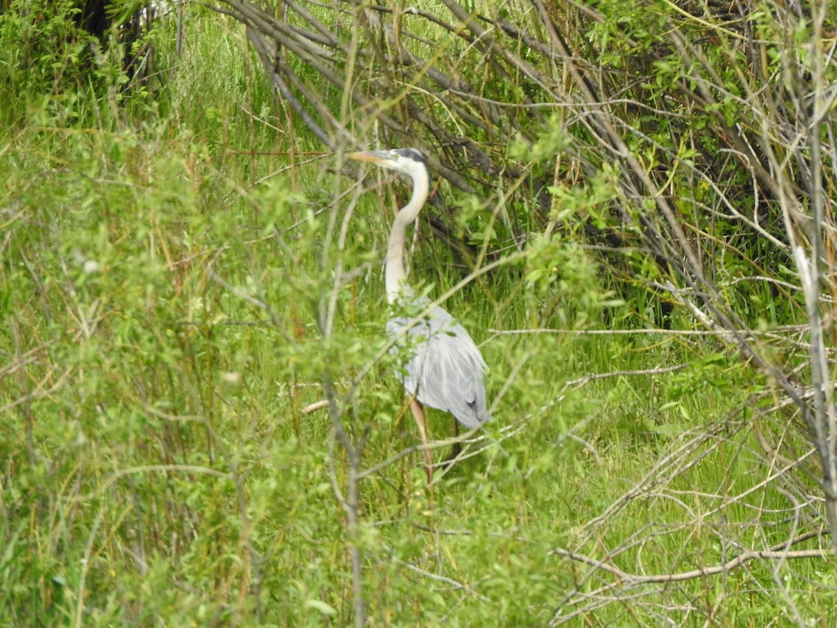 Great Blue Heron - ML637553778