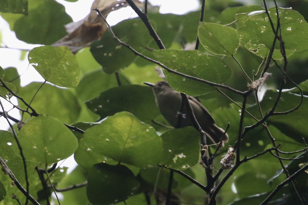 Atherton Scrubwren - ML637553784
