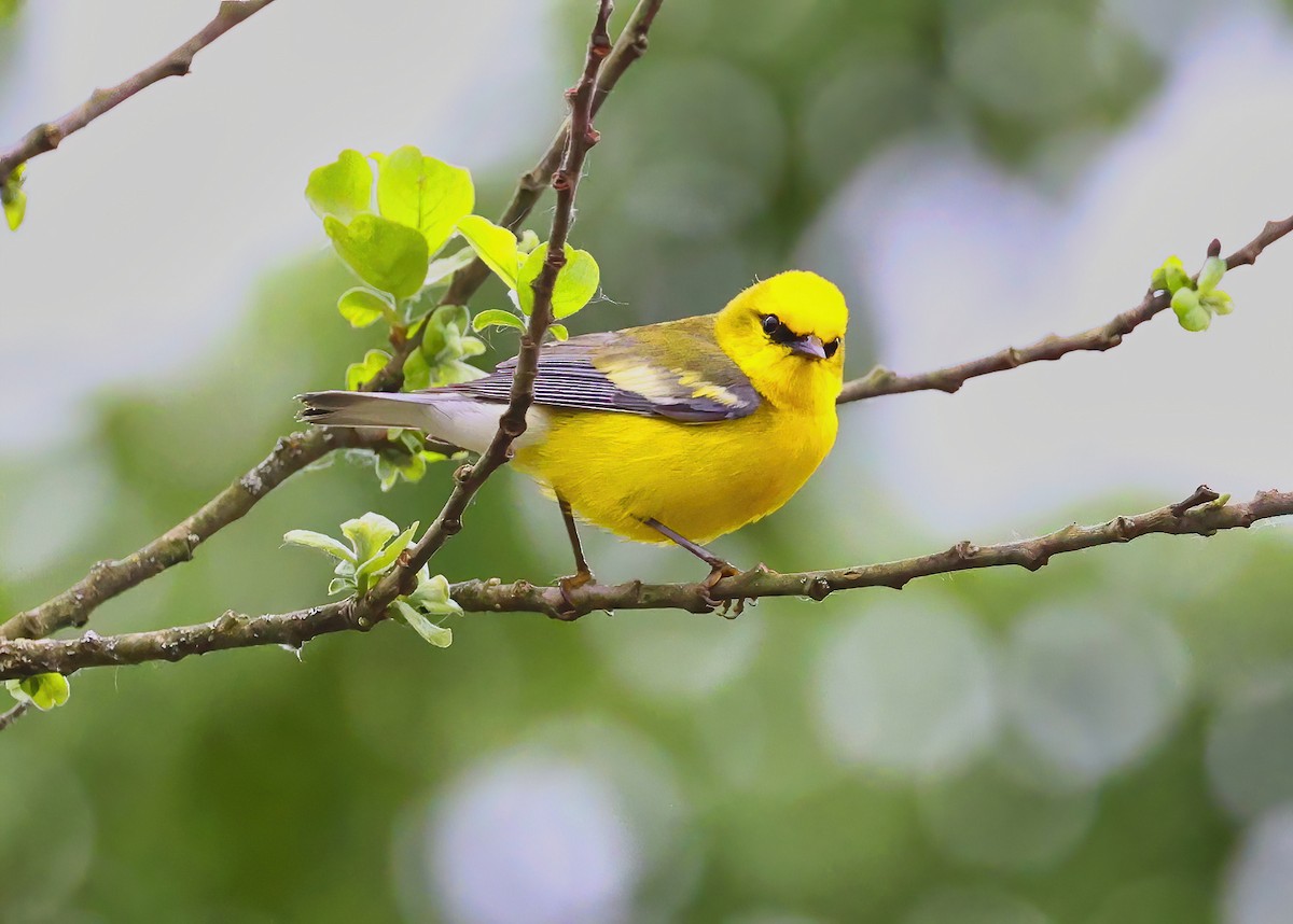 Blue-winged Warbler - ML637553791