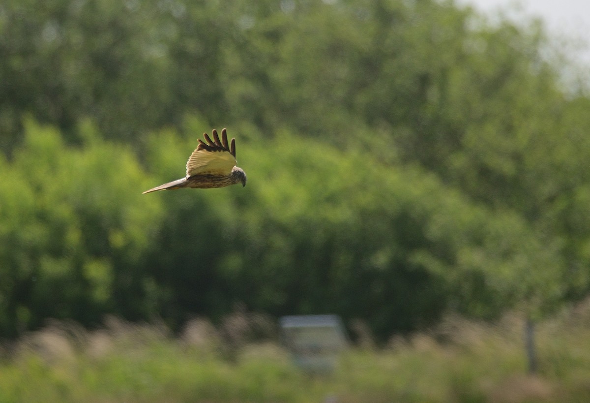 Western Marsh Harrier - ML637553794