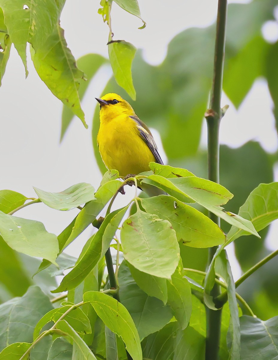 Blue-winged Warbler - ML637553795