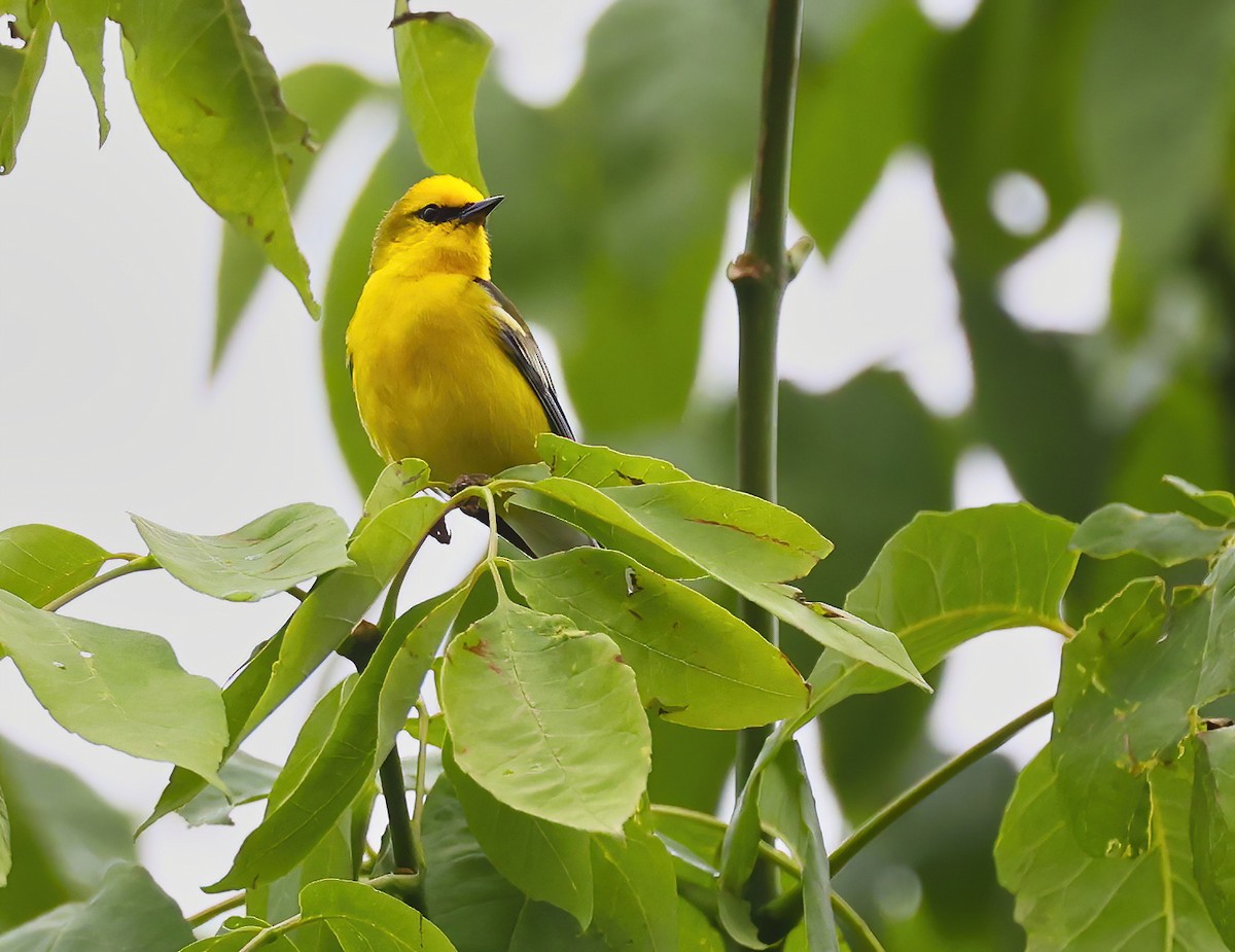 Blue-winged Warbler - ML637553799