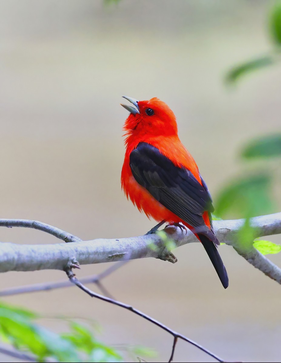 Scarlet Tanager - ML637553809