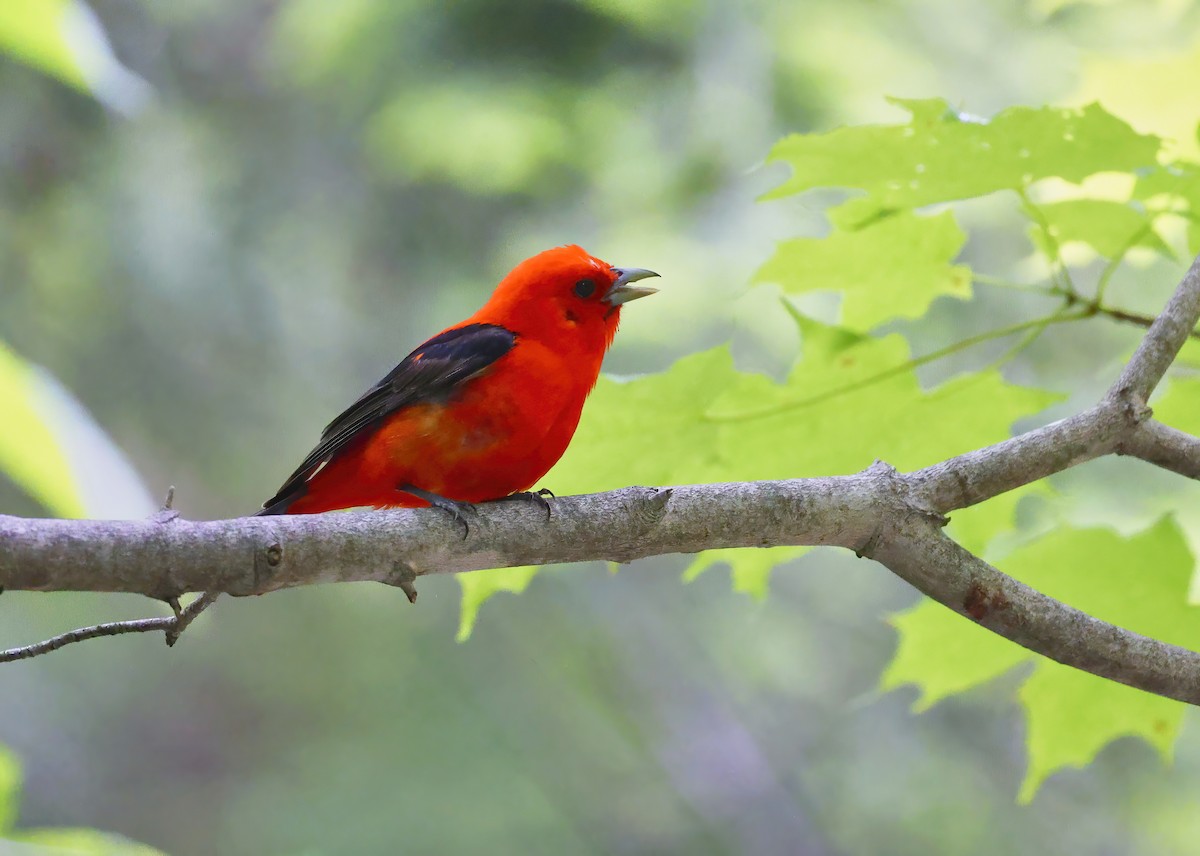 Scarlet Tanager - ML637553814