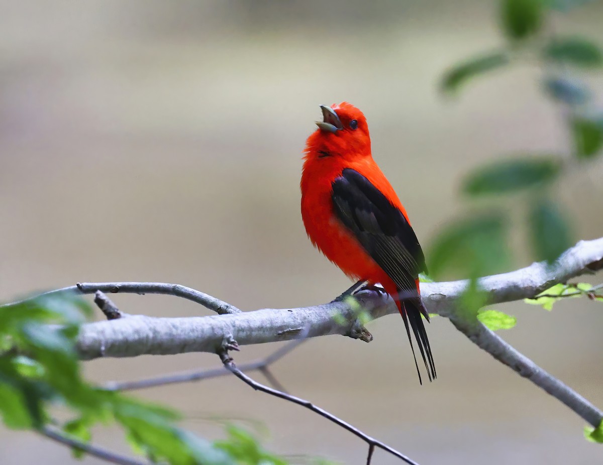 Scarlet Tanager - ML637553819